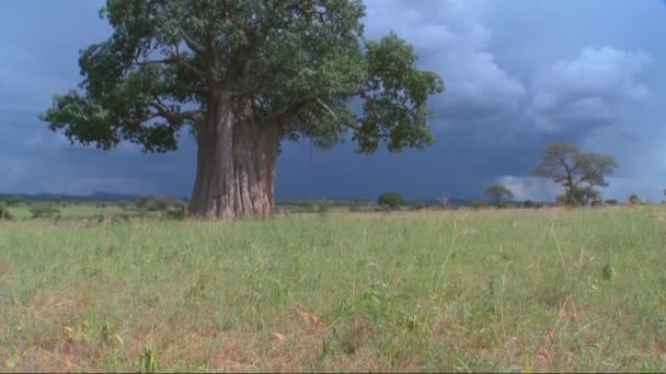 Árbol baobab de pie contra un cielo tormentoso — Vídeo de stock