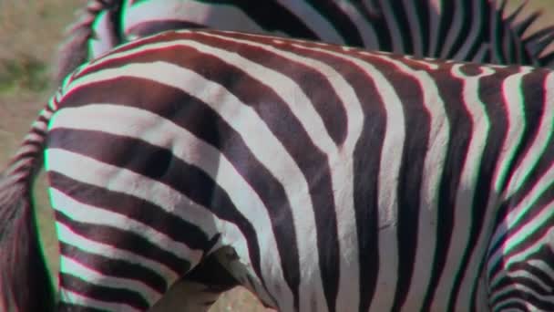 Close up  zabra stripes — Stock Video
