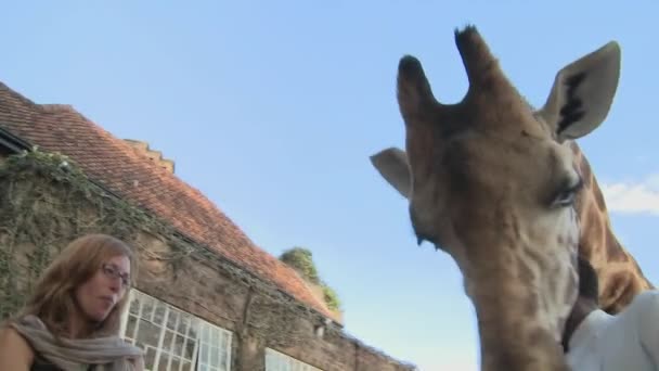 Giraffe geeft vrouw een kus — Stockvideo