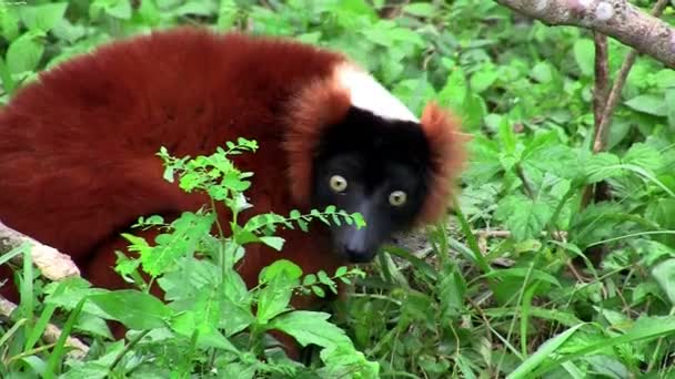 Um lêmure ruffed vermelho forragens no arbusto . — Vídeo de Stock