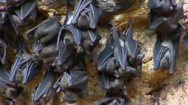 Murciélagos cuelgan en una pared — Vídeo de stock