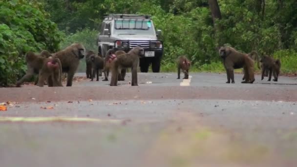 Babuínos jogar em uma estrada na África — Vídeo de Stock