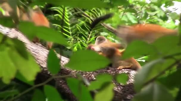 Spider monkey ve stromu — Stock video