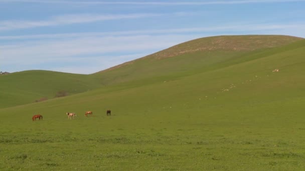 Зеленые поля катятся к горизонту — стоковое видео