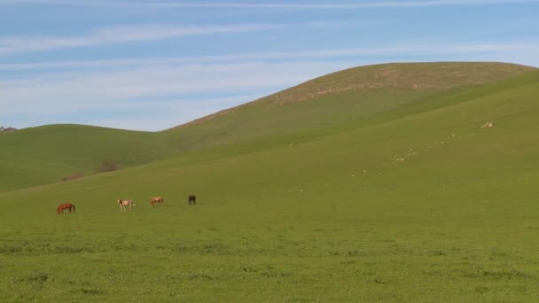 Campi verdi rotolano verso l'orizzonte — Video Stock