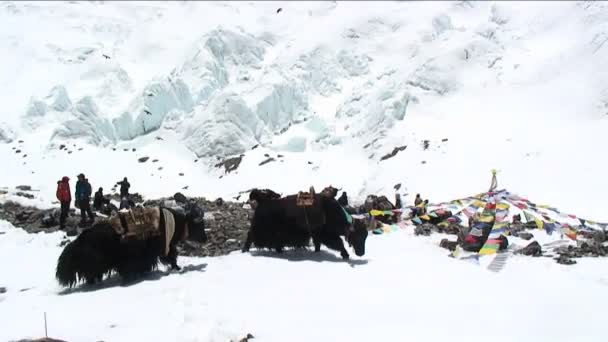 Yaks caminando sobre la nieve — Vídeos de Stock