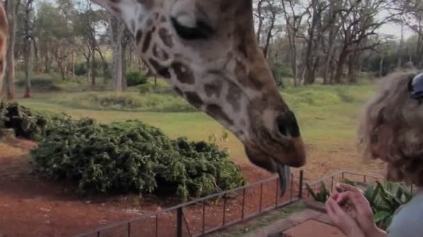 Turister foder giraff — Stockvideo