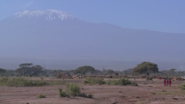 Wandeling van de Masai krijgers in voorkant van Mt. Kilimanjaro — Stockvideo