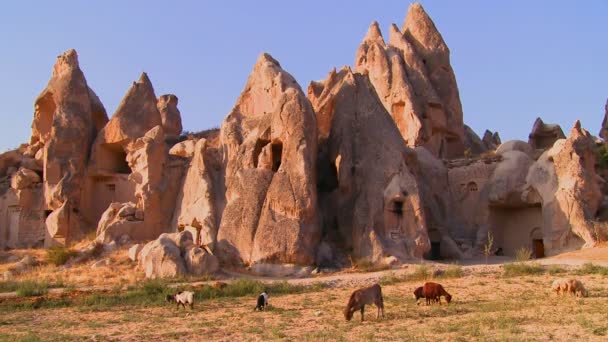 Pasą się krowy w Cappadocia — Wideo stockowe