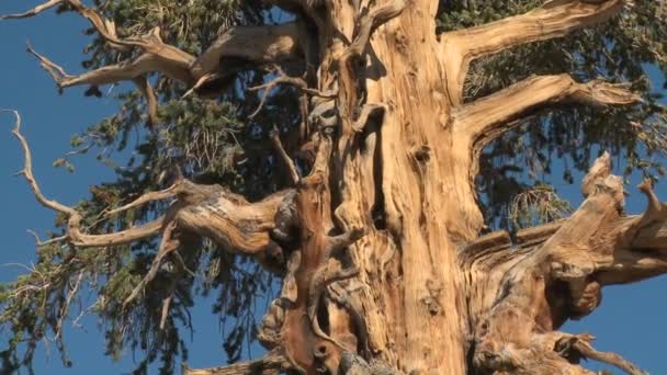 Viejo pino cono de cerdas — Vídeos de Stock
