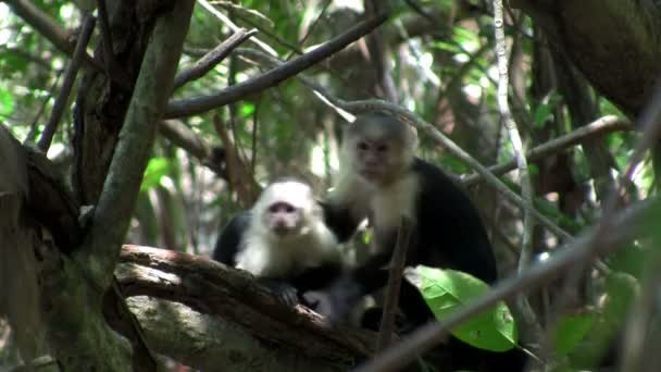 Мавпи грають на пальмовому дереві — стокове відео