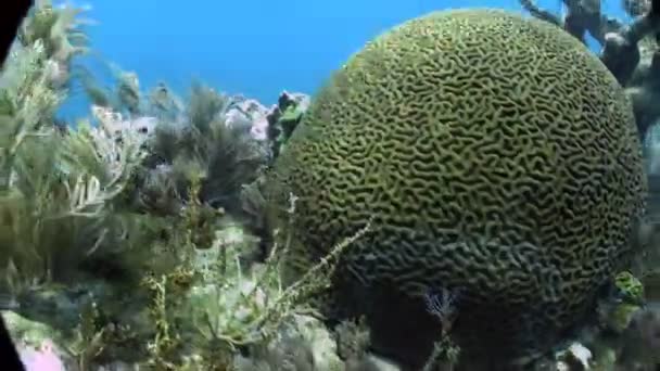 Hermoso cerebro verde coral — Vídeo de stock