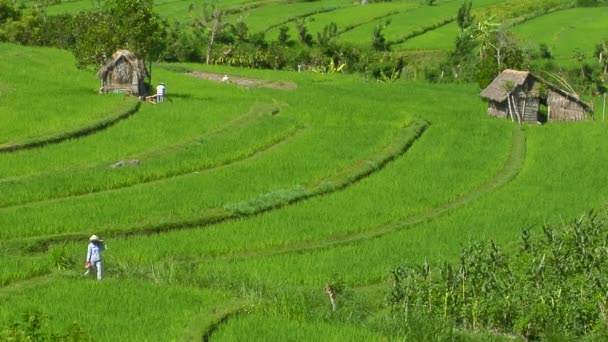 Люди работают на рисовом поле — стоковое видео