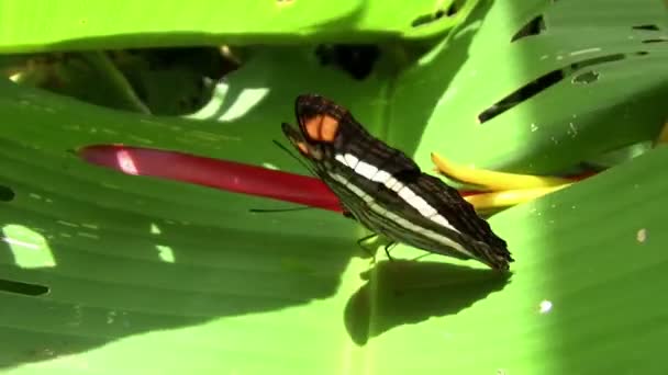 Бабочка расправляет крылья на зеленом листе — стоковое видео