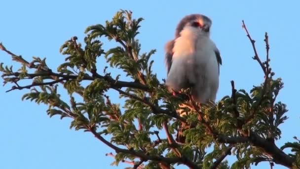 Un faucon pygmée est assis dans un arbre — Video