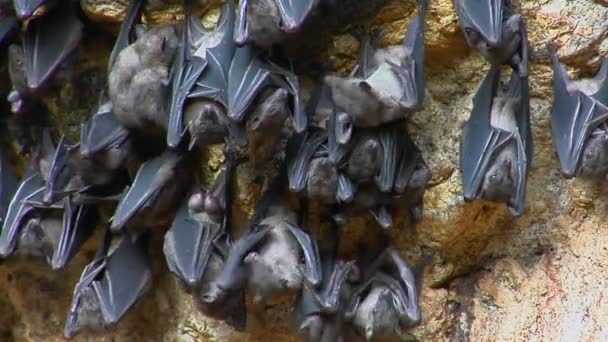 Murciélagos cuelgan en una pared — Vídeo de stock