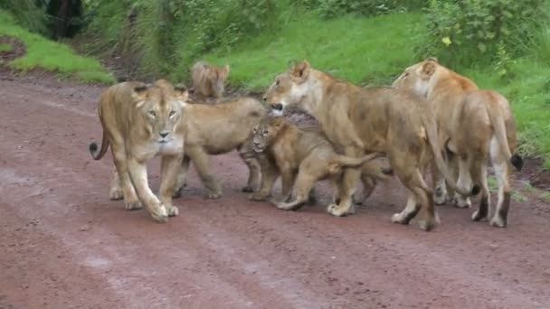 Leões caminham ao longo da estrada — Vídeo de Stock