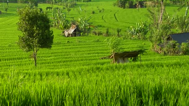 Exploração de arroz em terraços — Vídeo de Stock