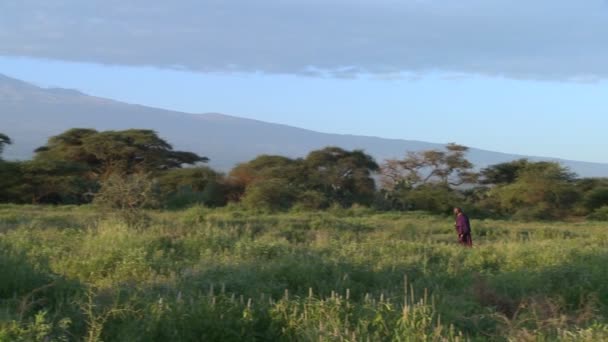 Guerrero Masai camina en Tanzania — Vídeos de Stock
