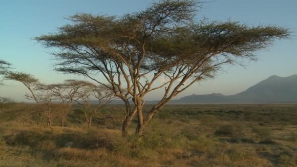 Mt. Meru across the Tanzania savannah. — Stock Video