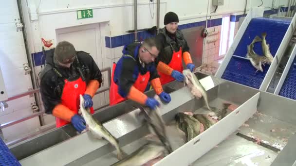 Männer schneiden Fisch in Fabrik — Stockvideo