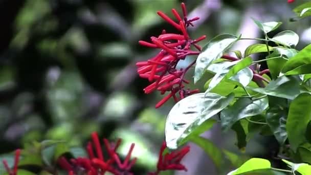 Бабочка машет крыльями на цветке — стоковое видео