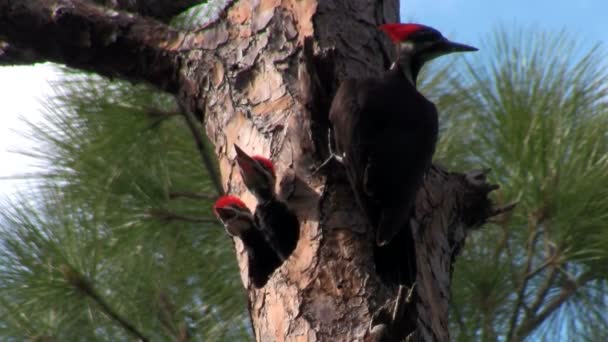 Pájaro carpintero apilado en un árbol — Vídeos de Stock