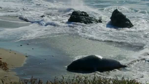 Una foca elefante giace nel surf — Video Stock