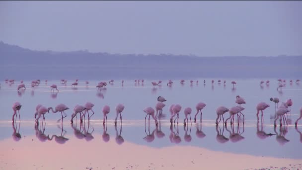 Flamingos no início da manhã luz — Vídeo de Stock