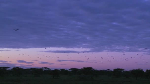 Vogels migreren in hemel — Stockvideo