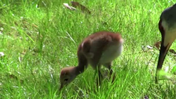 Sandhill Cranes mother and chick — Stock Video