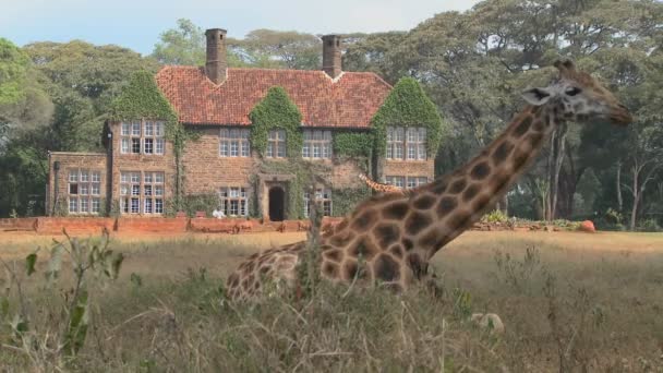 Żyrafa młyn poza mansion — Wideo stockowe