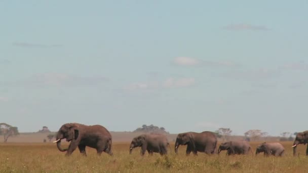 Elefanti migrano attraverso le pianure del Serengeti — Video Stock