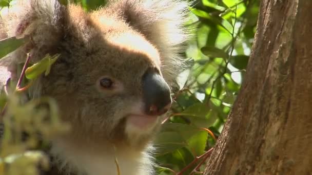 Koala oso se sienta en un árbol — Vídeos de Stock