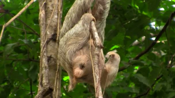 Tree sloth relaxing in a tree — Stock Video