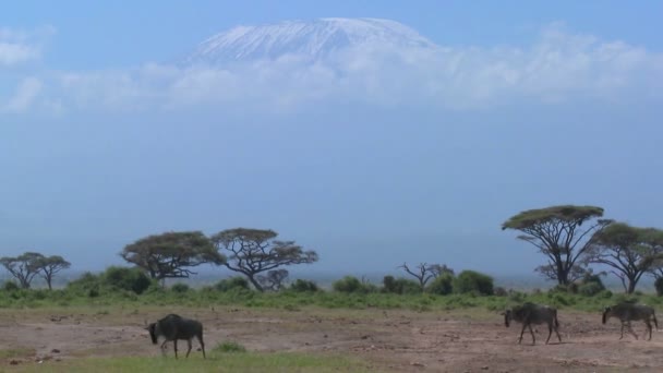 Wildebeest walk in front of Mt. Kilimanjaro — Stock Video