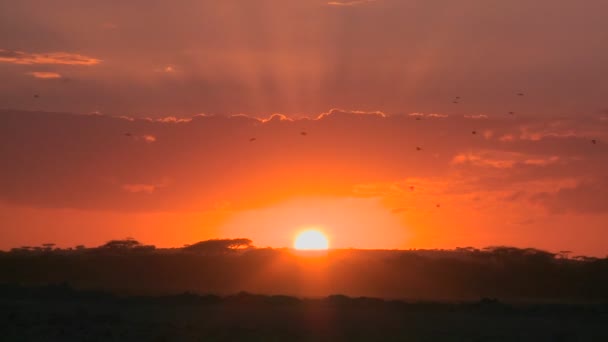 Amanecer en las llanuras de África — Vídeos de Stock