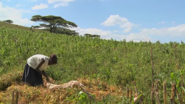 Kadın bir çiftlikte çalışıyor — Stok video