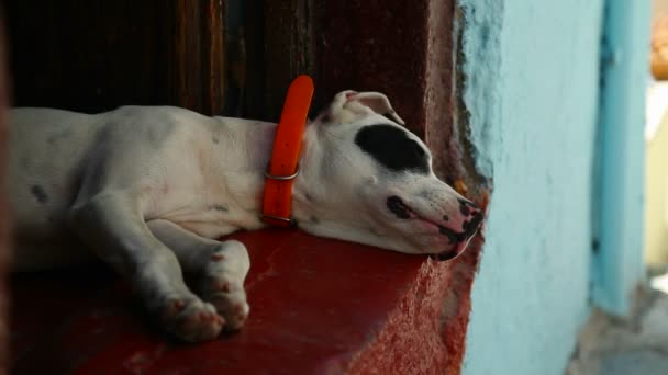 Собака спит в переулке — стоковое видео