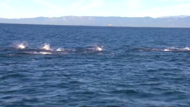 Delfines retozan frente a la costa de Santa Bárbara — Vídeo de stock