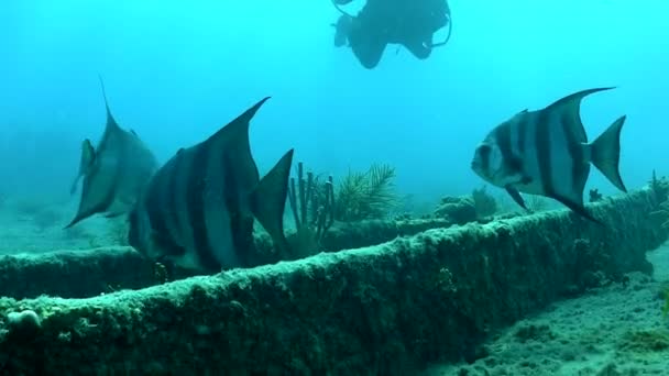 Fishes and diver swimming — Stock Video