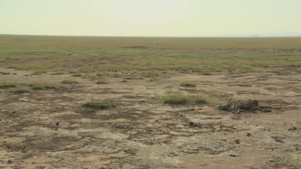Kostra zvířete spočívá v poušti — Stock video