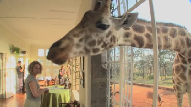 Giraffes stick heads into the window — Stock Video