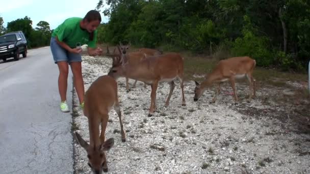 People feed deer — Stock Video