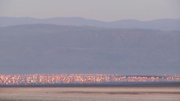 粉红色的火烈鸟在纳库鲁湖上 — 图库视频影像