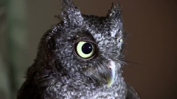 Owl looks with giant eyes — Stock Video