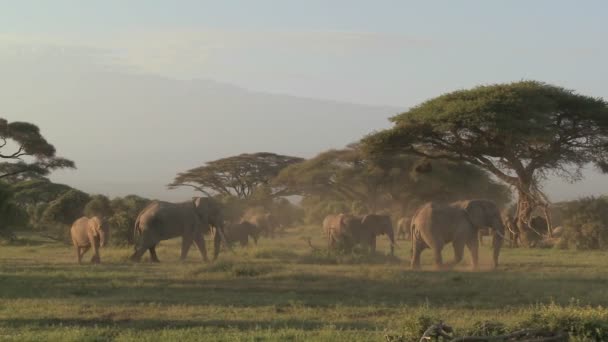 Migration des éléphants d'Afrique — Video