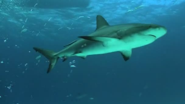 Tiburones nadando bajo el agua . — Vídeos de Stock