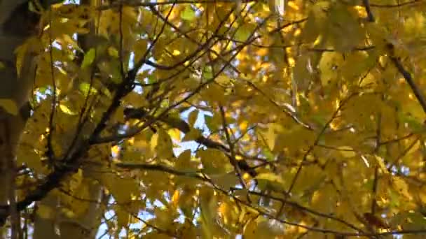 Vent bruisse les feuilles — Video