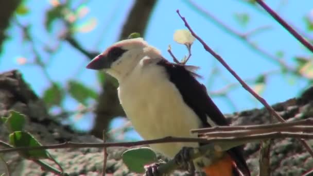 Tisserand à tête blanche assis dans un arbre — Video